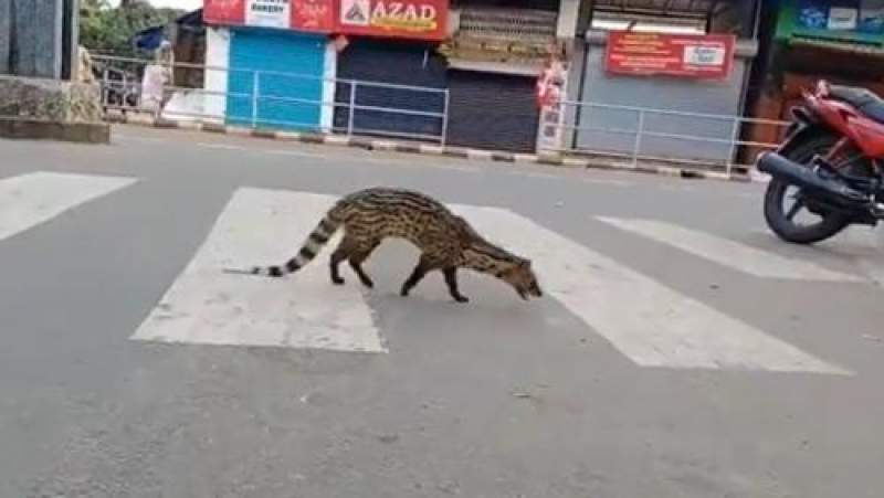 Un animal care nu a mai fost văzut din 1990 apare pe străzile unui oraş din India, în timpul izolării (VIDEO)